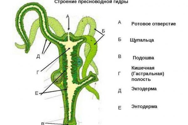 Слив форум ссылки на mega